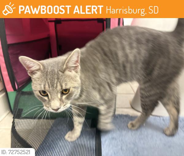 Found/Stray Male Cat last seen Union Social, Harrisburg, SD 57032