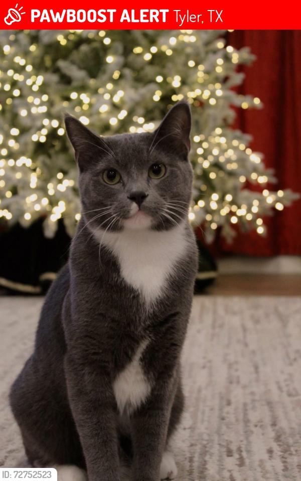 Lost Male Cat last seen Oliver st near Noble E young park, Tyler, TX 75701