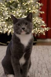 Lost Male Cat last seen Oliver st near Noble E young park, Tyler, TX 75701