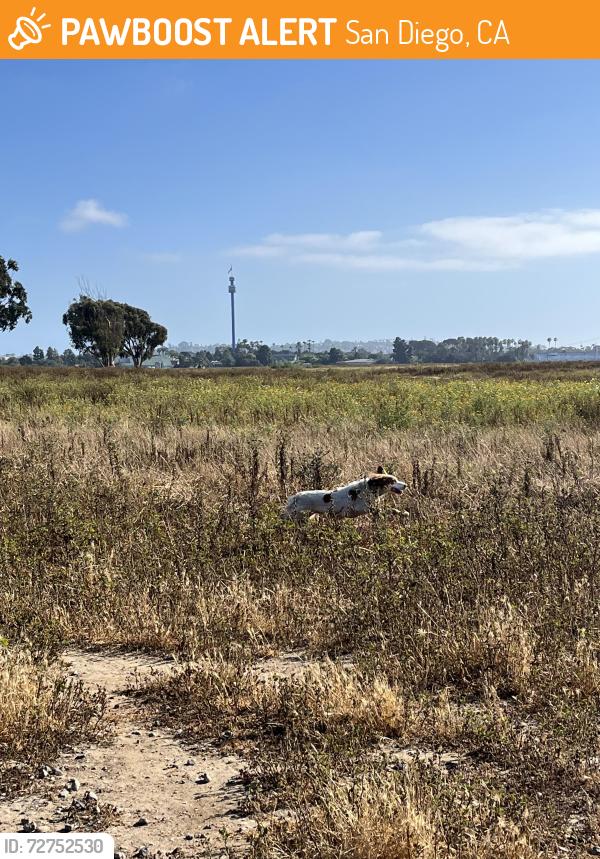 Found/Stray Unknown Dog last seen Fiesta Island Dog Beach, San Diego, CA 92109