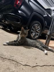 Found/Stray Male Cat last seen Augusta apmts , Oklahoma City, OK 73120