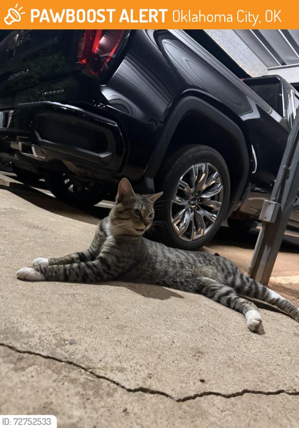 Found/Stray Male Cat last seen Augusta apmts , Oklahoma City, OK 73120