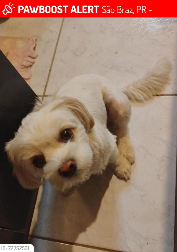 Lost Female Dog last seen Ludovico lucca , São Braz, PR 81020-490
