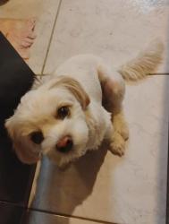 Lost Female Dog last seen Ludovico lucca , São Braz, PR 81020-490