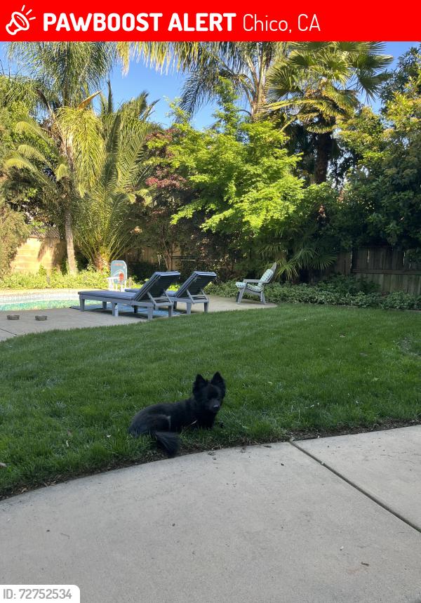Lost Male Dog last seen Sol Mexican Grill, Chico, CA 95973
