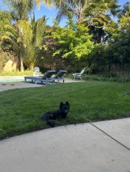 Lost Male Dog last seen Sol Mexican Grill, Chico, CA 95973