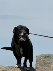Lost Male Dog last seen Trotter and Nolan , Largo, FL 33770