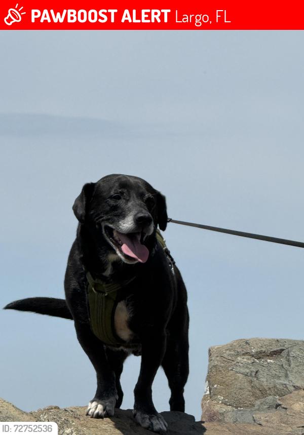 Lost Male Dog last seen Trotter and Nolan , Largo, FL 33770