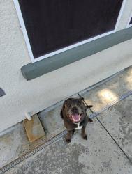 Lost Male Dog last seen Trinity Pkwy Walmart, Stockton, CA 95219