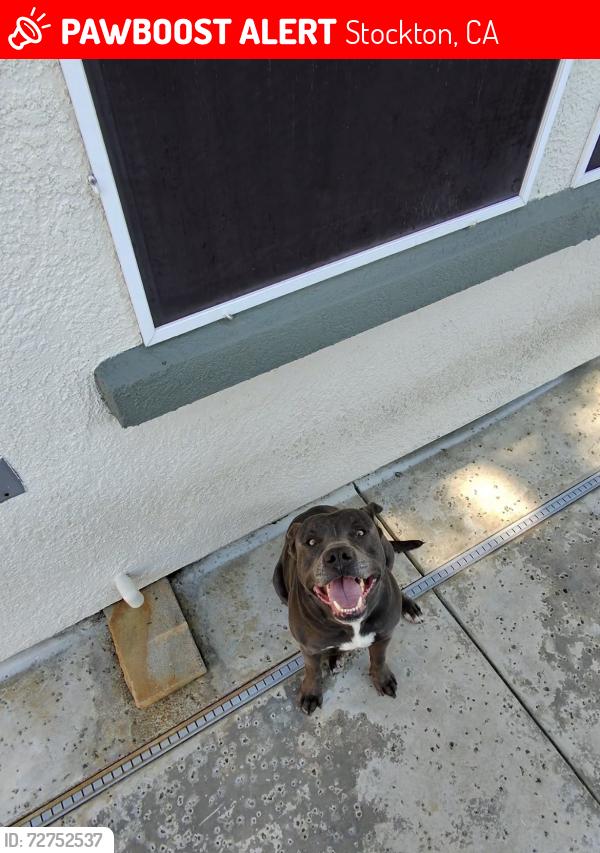 Lost Male Dog last seen Trinity Pkwy Walmart, Stockton, CA 95219