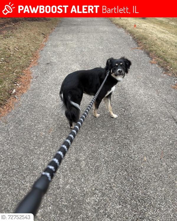 Lost Male Dog last seen Sundrop, Bartlett, IL 60103