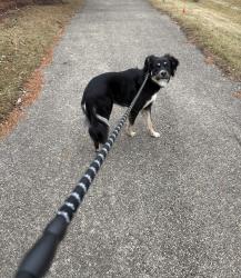 Lost Male Dog last seen Sundrop, Bartlett, IL 60103