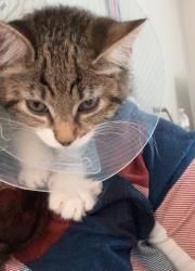 Lost Female Cat last seen Prielipp Rd, Inland Valley Dr., Elizabeth Ln, Wildomar, CA 92595