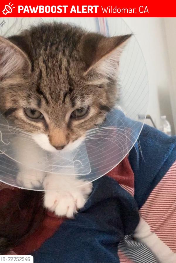 Lost Female Cat last seen Prielipp Rd, Inland Valley Dr., Elizabeth Ln, Wildomar, CA 92595
