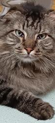Lost Male Cat last seen Yakima Valley Community College, Yakima, WA 98902