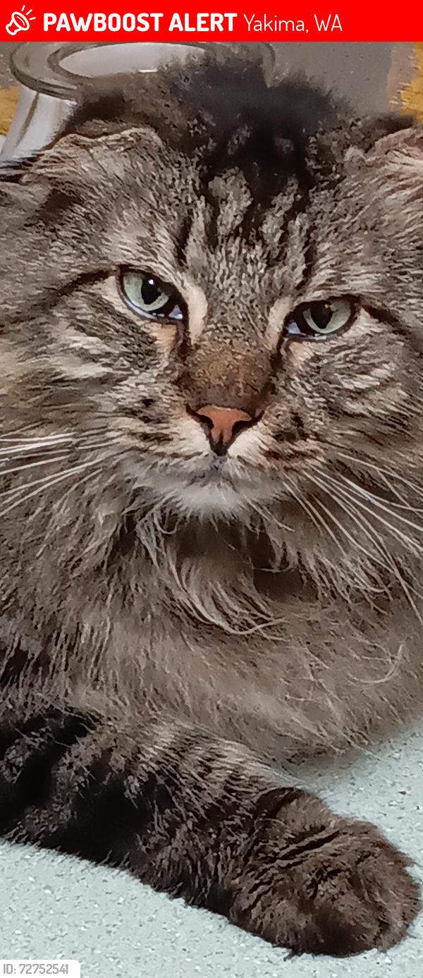 Lost Male Cat last seen Yakima Valley Community College, Yakima, WA 98902