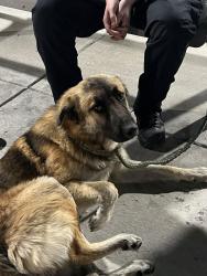 Found/Stray Male Dog last seen Lomas & Yale , Albuquerque, NM 87106