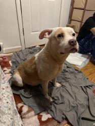 Found/Stray Male Dog last seen St.Mary’s Park Mott Haven,The Bronx , The Bronx, NY 10455