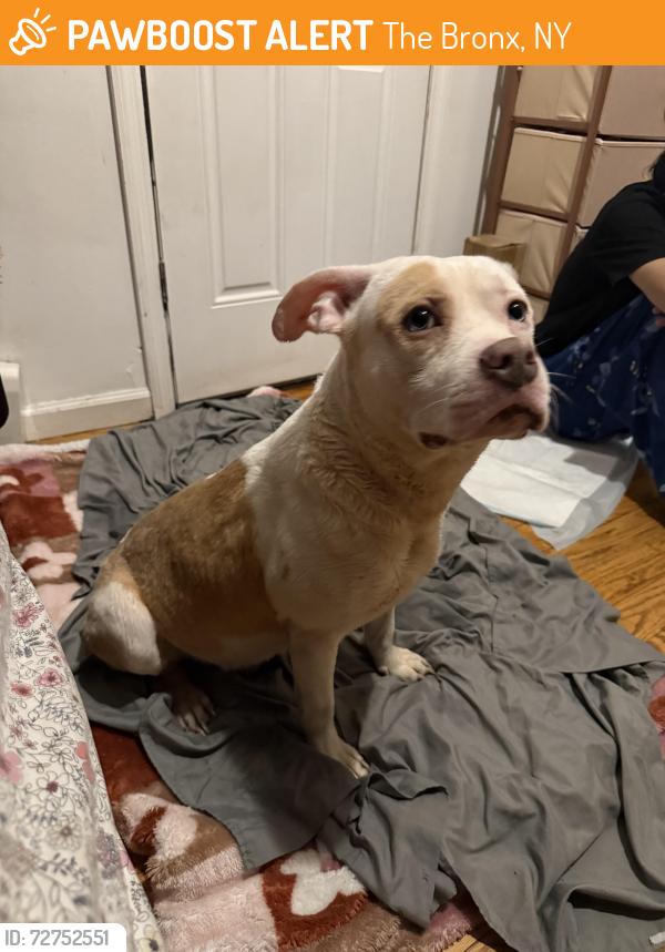 Found/Stray Male Dog last seen St.Mary’s Park Mott Haven,The Bronx , The Bronx, NY 10455