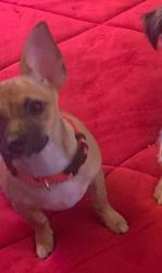 Lost Female Dog last seen Crossing streets, Providence, RI 02903