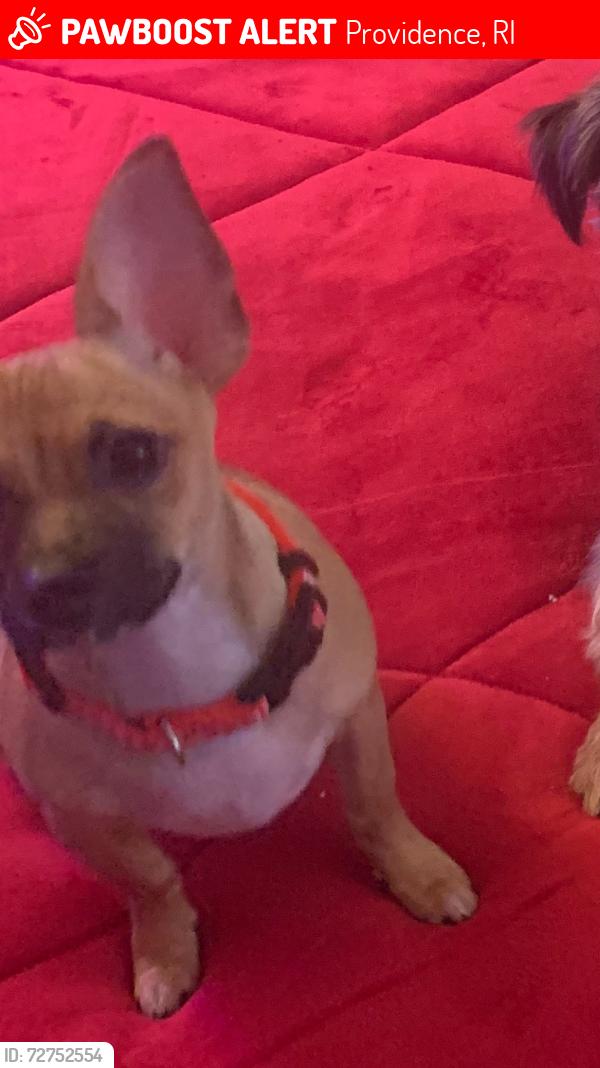 Lost Female Dog last seen Crossing streets, Providence, RI 02903