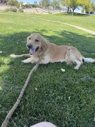 Lost Male Dog last seen Mulberry st Coal st, Albuquerque, NM 87106