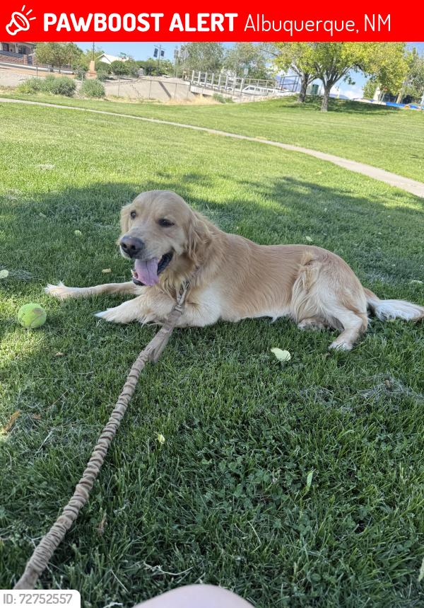 Lost Male Dog last seen Mulberry st Coal st, Albuquerque, NM 87106