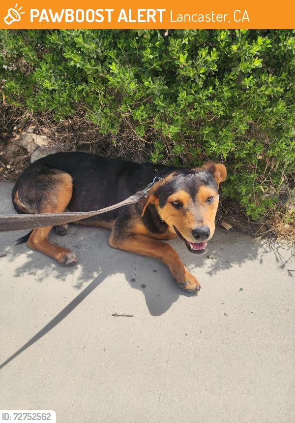 Found/Stray Male Dog last seen 25th Street West, Lancaster, CA 93536