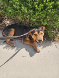 Found/Stray Male Dog last seen 25th Street West, Lancaster, CA 93536