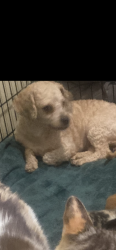 Lost Female Dog last seen 112th St, Los Angeles, CA 90059