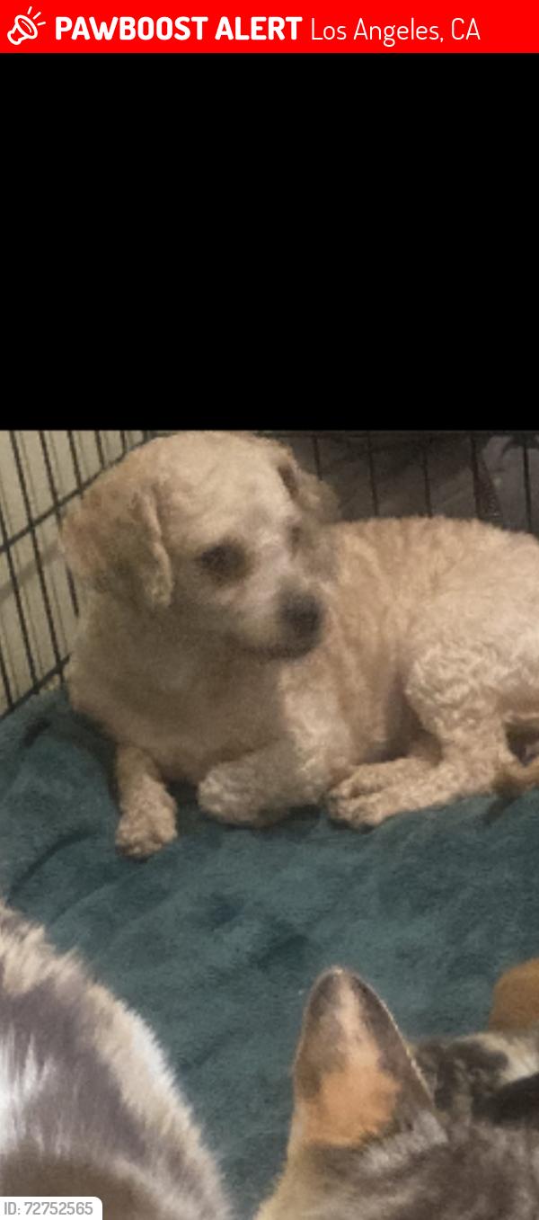 Lost Female Dog last seen 112th St, Los Angeles, CA 90059