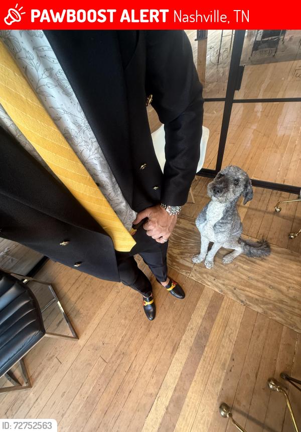 Lost Male Dog last seen Southgate Ave and Martin St, Nashville, TN 37203