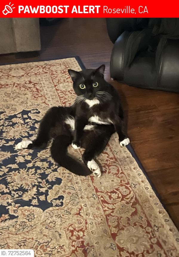 Lost Female Cat last seen Housing complex at PFE and Walerga road , Roseville, CA 95747