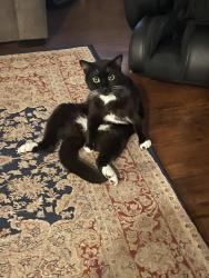 Lost Female Cat last seen Housing complex at PFE and Walerga road , Roseville, CA 95747