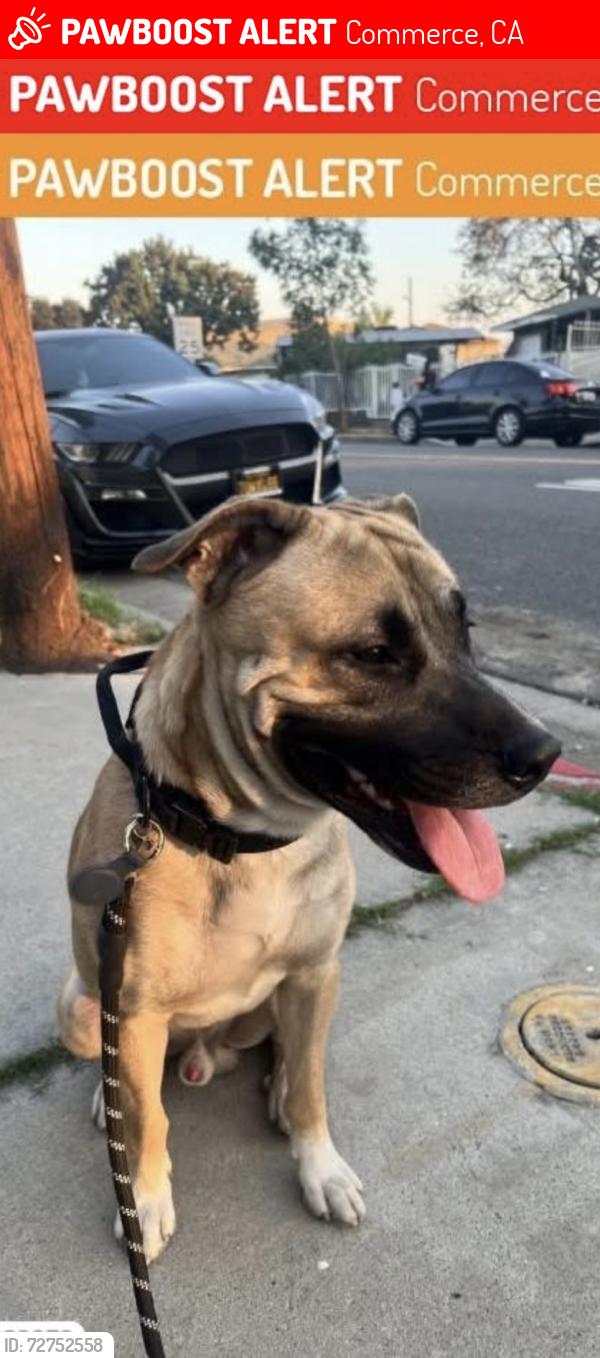 Lost Male Dog last seen Bandini park, Commerce, CA 90040