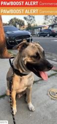 Lost Male Dog last seen Bandini park, Commerce, CA 90040