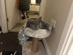 Lost Female Cat last seen St James road carshalton , Greater London, England SM5