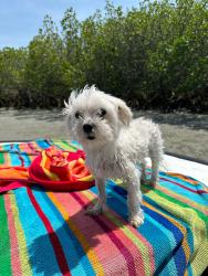 Lost Male Dog last seen Cypress Cove , Port Orange, FL 32127