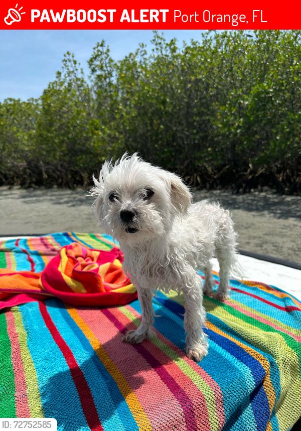 Lost Male Dog last seen Cypress Cove , Port Orange, FL 32127