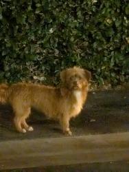 Found/Stray Unknown Dog last seen W Dyer Rd, Santa Ana, CA 92707