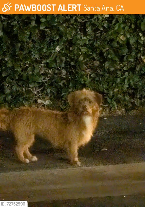 Found/Stray Unknown Dog last seen W Dyer Rd, Santa Ana, CA 92707