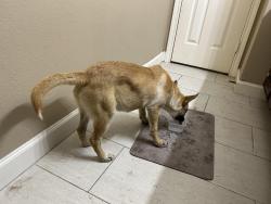 Found/Stray Female Dog last seen Hickory grove drive , Houston, TX 77084