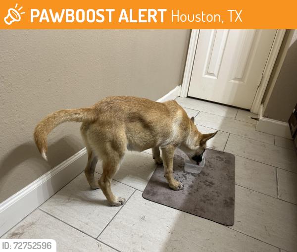 Found/Stray Female Dog last seen Hickory grove drive , Houston, TX 77084