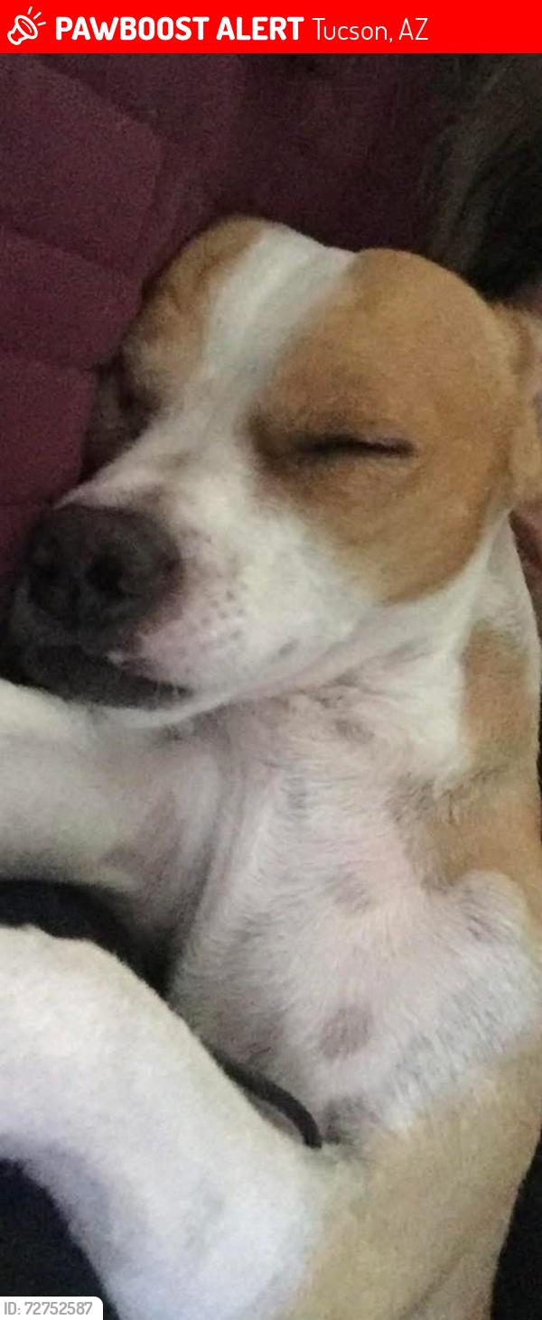 Lost Male Dog last seen Columbus , Tucson, AZ 85711