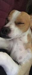 Lost Male Dog last seen Columbus , Tucson, AZ 85711