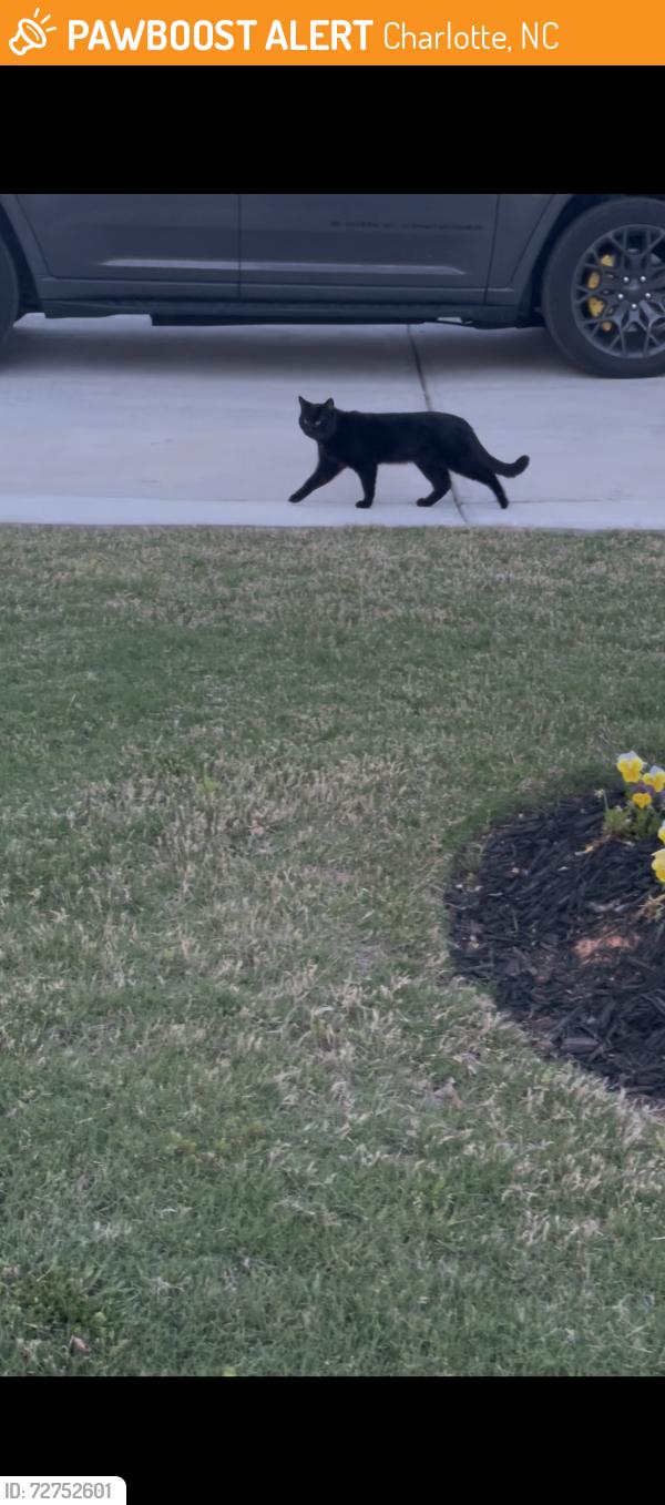 Found/Stray Female Cat last seen McClure RD and Melanie Run LN, Charlotte, NC 28216