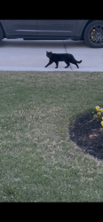Found/Stray Female Cat last seen McClure RD and Melanie Run LN, Charlotte, NC 28216