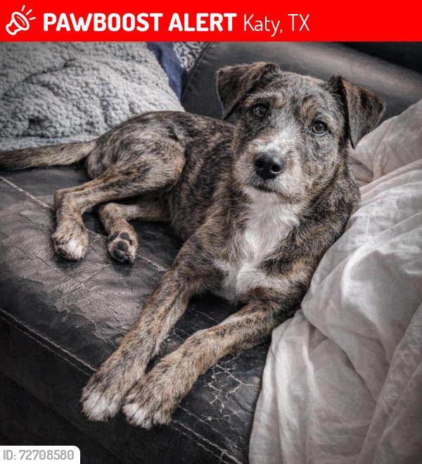 Lost Female Dog last seen Near Katy TX, & it was last seen at the shelter dog got arrested so that was the only lead , Katy, TX 77494