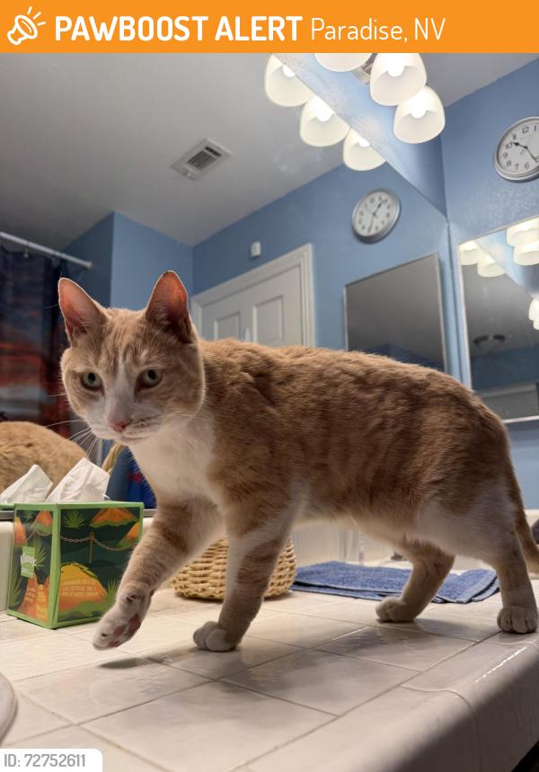 Found/Stray Unknown Cat last seen Warm Springs/Pecos, Paradise, NV 89120