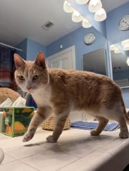Found/Stray Unknown Cat last seen Warm Springs/Pecos, Paradise, NV 89120